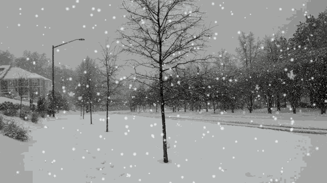 Winter Snow GIF