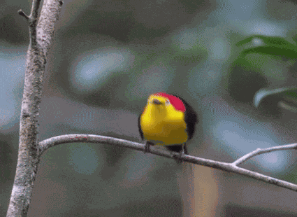 Wire-tailed Manakin Silly Bird GIF