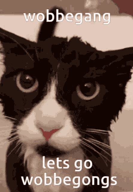 Wobbegong Wobbegongs GIF