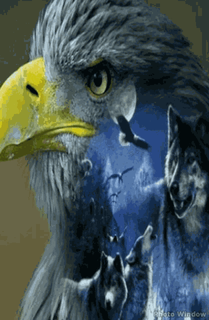 Wolf Eagle GIF