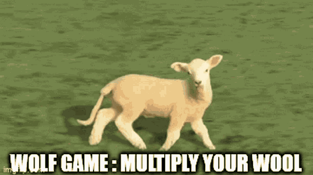 Wolf Game Wool GIF