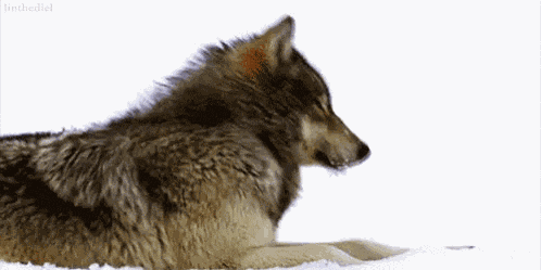Wolf Nieve GIF
