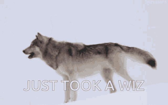 Wolf Random GIF