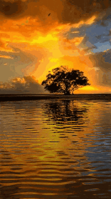 Wonders Of Nture Nature GIF