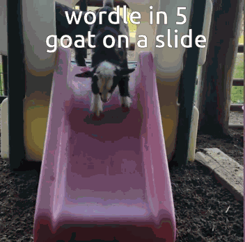 Wordle In 5 GIF