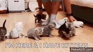 Wrangling Cats Kittens GIF