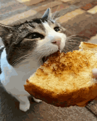 Xafer Funnycat GIF