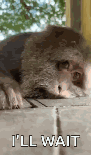 Xing Xing Chill GIF