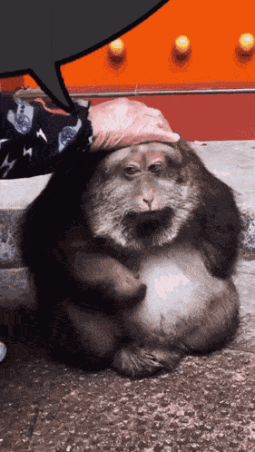 Xinging Xinging Monkey GIF