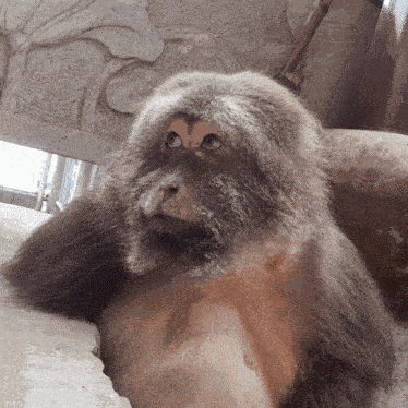 Xingxing Xing Monkey GIF
