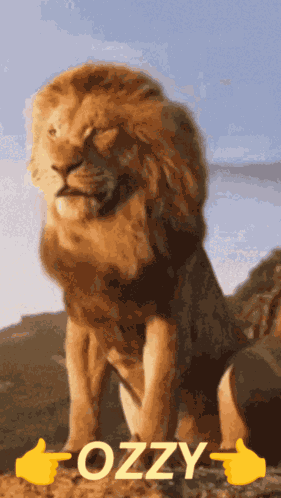 Xozy1 GIF