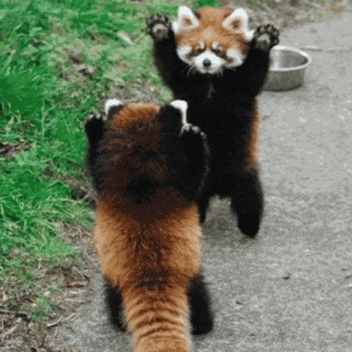 Yangsunkist Red Panda GIF