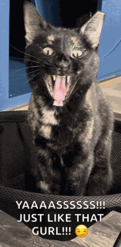 Yass Yass Queen Meme