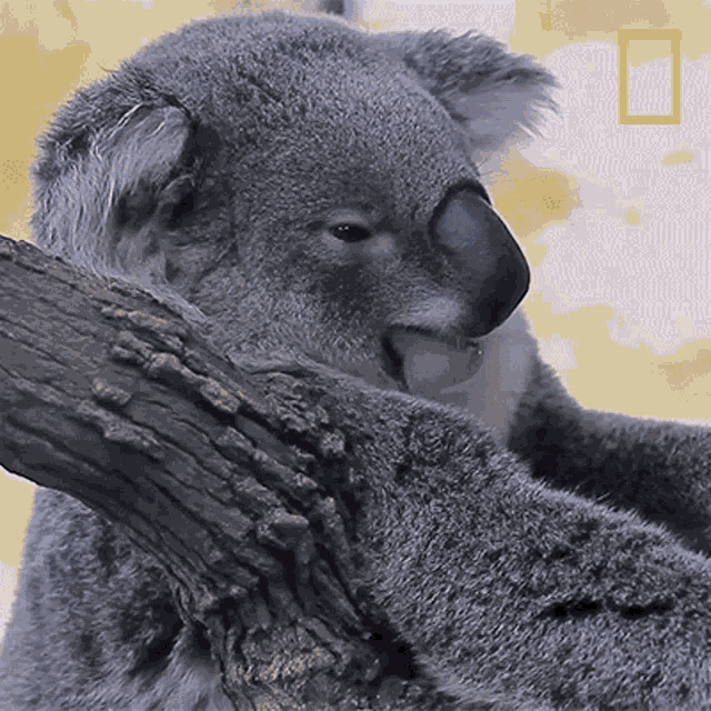 Yawn Koalas101 GIF