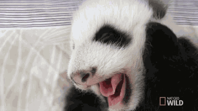 Yawn Pampered Pandas GIF