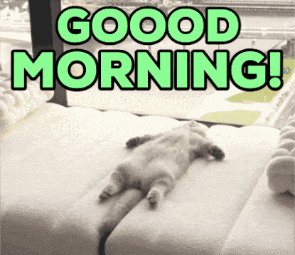 Yawning Cat Morning Routine GIF