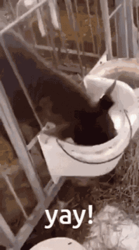 Yay Cow Funny GIF