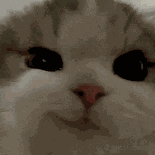 Yeji Cat GIF