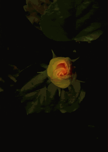 Yellow Flower Yellow Habiscus GIF
