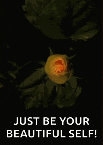 Yellow Flower Yellow Habiscus GIF
