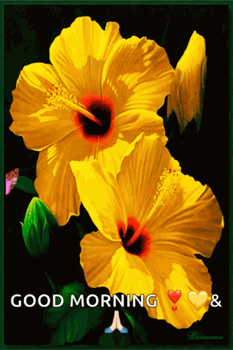 Yellow Habiscus Yellow Flower GIF