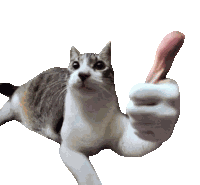 Yes Cat Thumbs Up Sticker