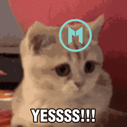 Yes Cat GIF