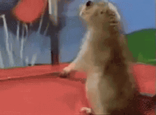Yes Squirrel GIF