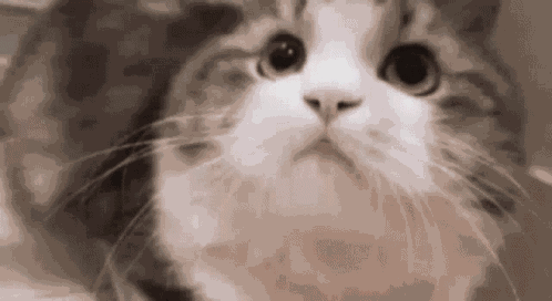 Yeyeyeye GIF