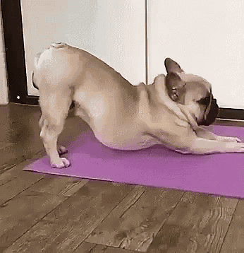 Yoga Pug GIF