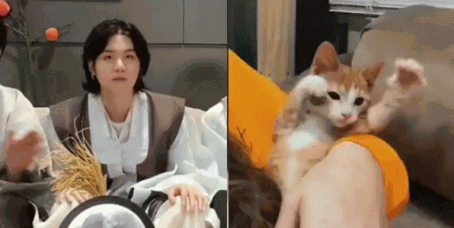 Yoongi Cat Suga Cat GIF