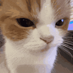 Yoongi Cat Suga Cat GIF