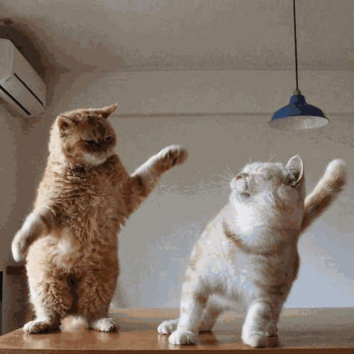 Yoonmin Yoonmin Cat Fight GIF