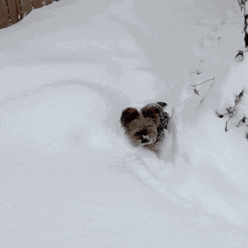 Yorkie Yorkshire Terrier GIF