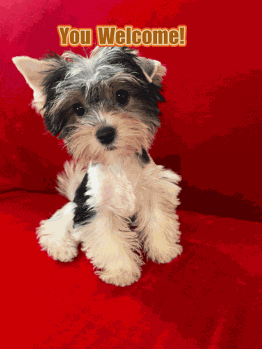 Yorkie Youre Welcome GIF