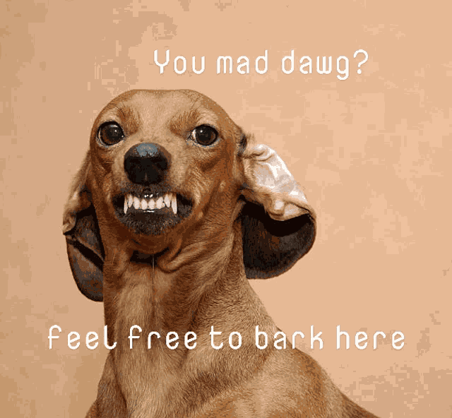 You Mad Dawg Meme