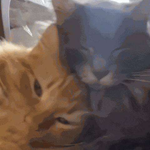 Yourarchivist Orange Cat GIF
