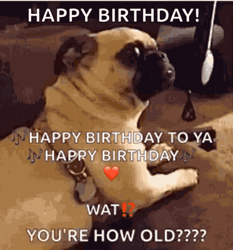 Youre How Old Dogs GIF