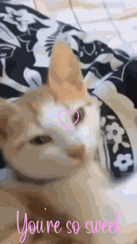 You'Re So Sweet Cat GIF