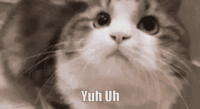 Yuh Uh Cat GIF