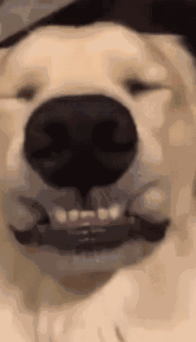 Yunho Puppy Dog Eyes GIF