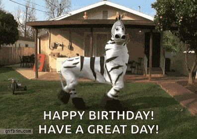 Zebra Dance GIF