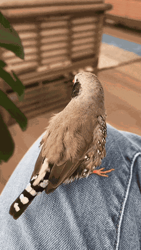 Zebra Finch Bird GIF