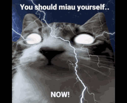 Zeus Cat GIF
