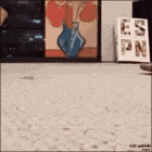 Zoomies GIF
